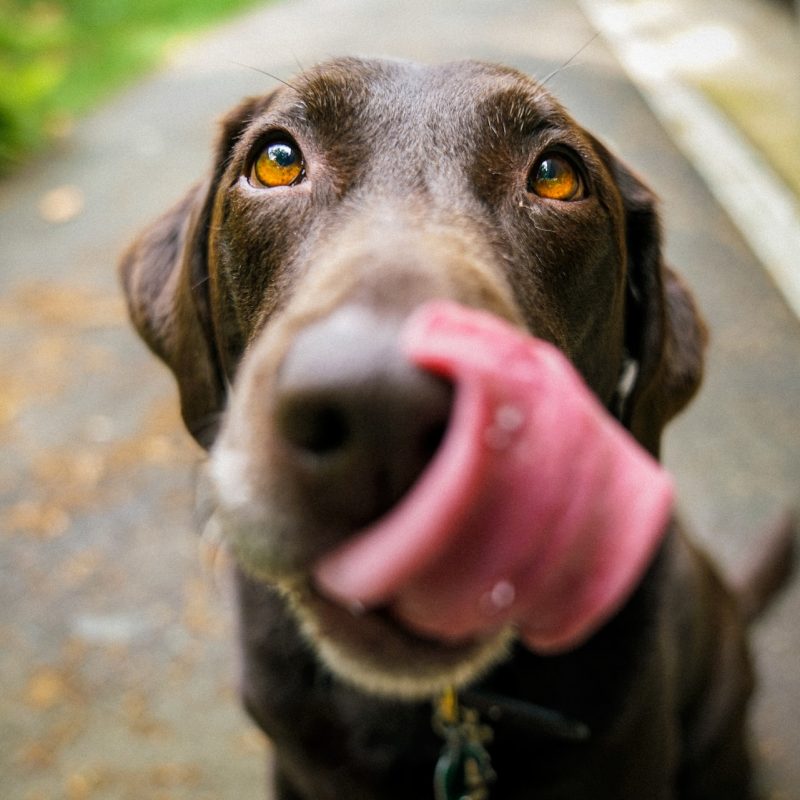 Pure Pet Food Case Study