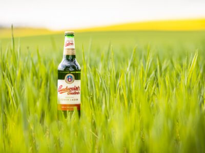 Budvar case study