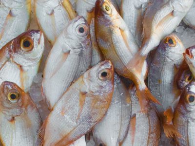 Fish4Ever case study