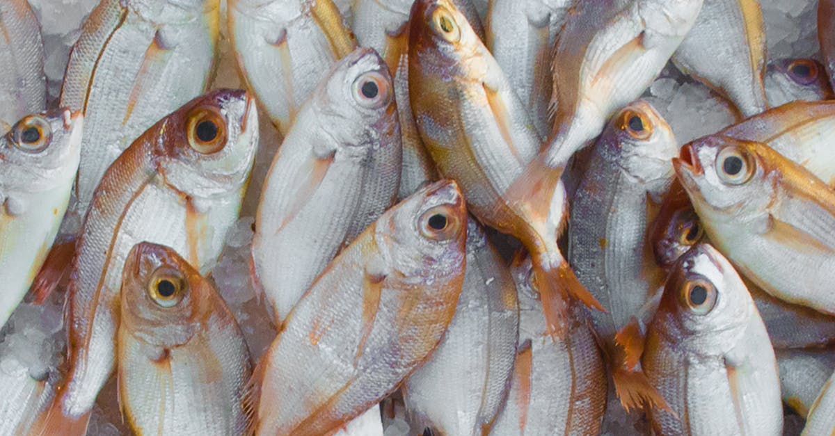 Fish4Ever case study