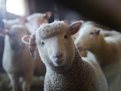 FarmVet case study
