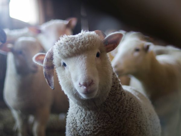 FarmVet case study