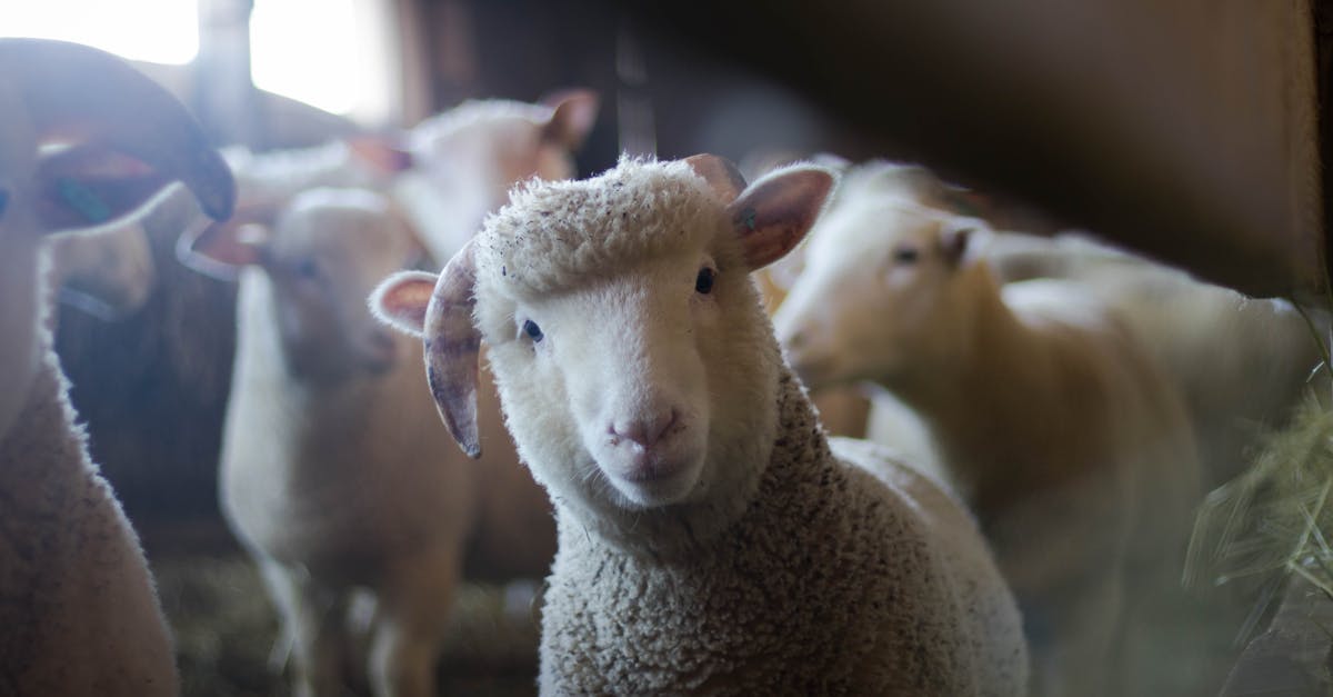 FarmVet case study