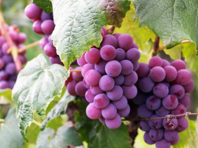 YVE Yarra Valley case study