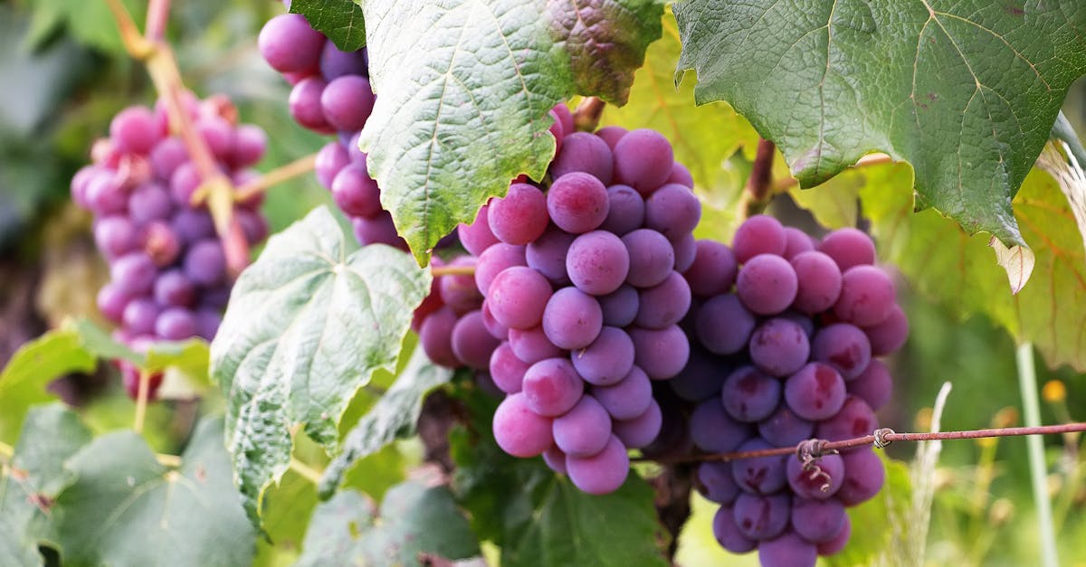 YVE Yarra Valley case study