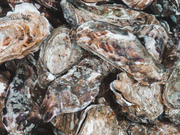Tasmanian Oyster Co case study