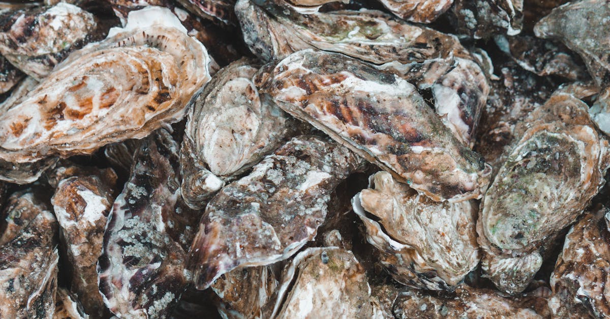 Tasmanian Oyster Co case study